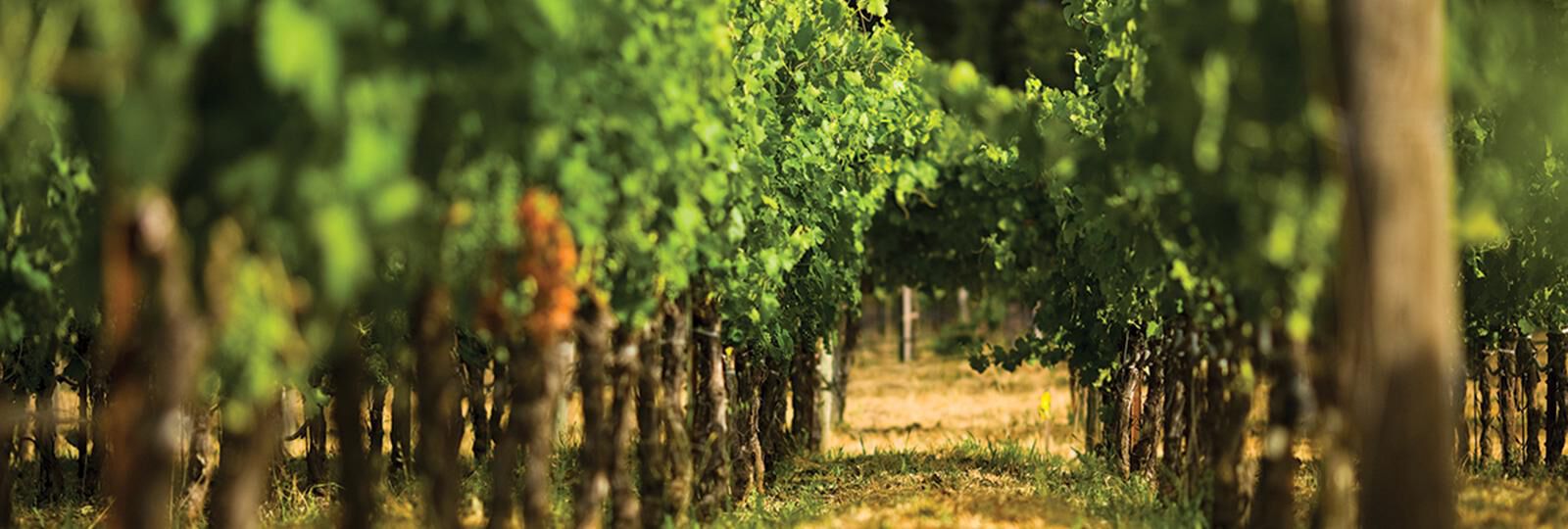 DRY FARMING IS GOOD FOR THE EARTH & GOOD FOR WINE
